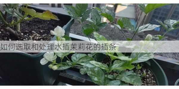 如何选取和处理水插茉莉花的插条