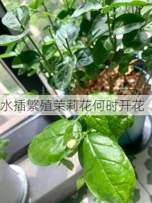 水插繁殖茉莉花何时开花