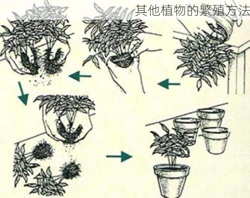 其他植物的繁殖方法