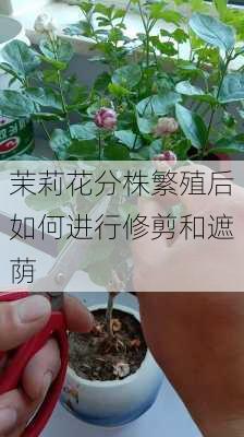 茉莉花分株繁殖后如何进行修剪和遮荫