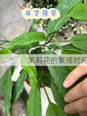 茉莉花的繁殖时间