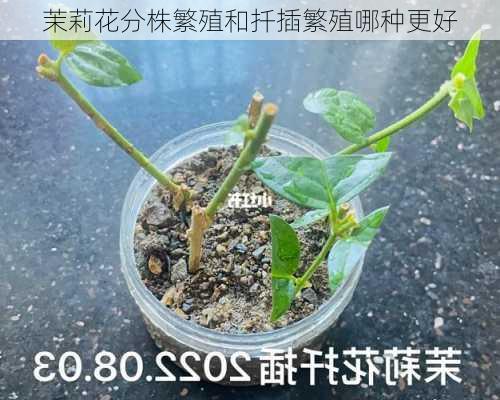 茉莉花分株繁殖和扦插繁殖哪种更好