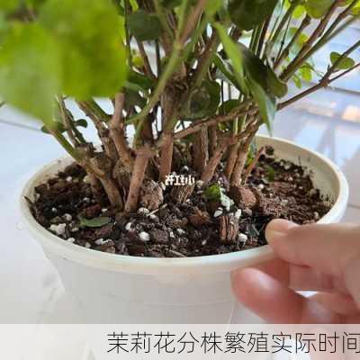 茉莉花分株繁殖实际时间