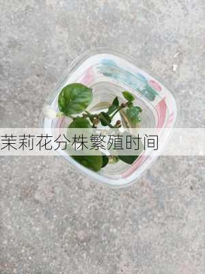 茉莉花分株繁殖时间