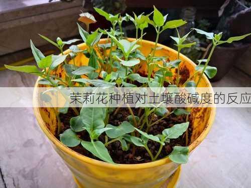 茉莉花种植对土壤酸碱度的反应