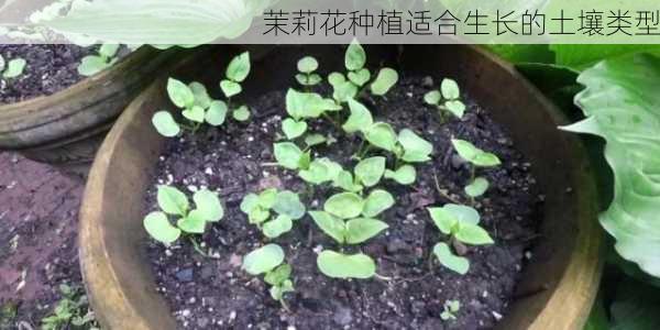 茉莉花种植适合生长的土壤类型