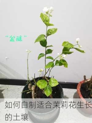 如何自制适合茉莉花生长的土壤