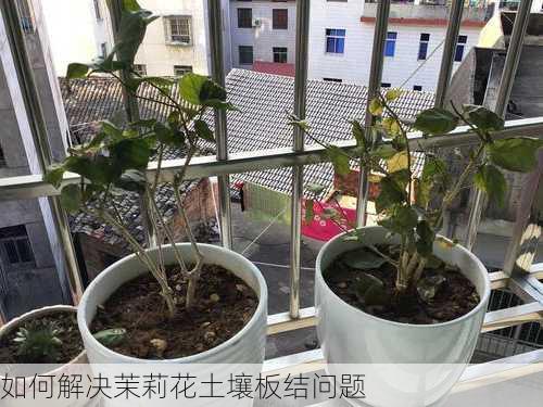 如何解决茉莉花土壤板结问题