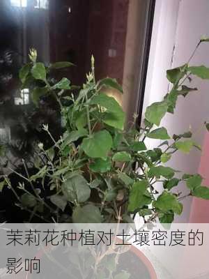 茉莉花种植对土壤密度的影响