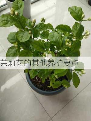 茉莉花的其他养护要点