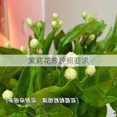 茉莉花养护照要求