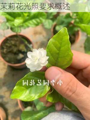 茉莉花光照要求概述