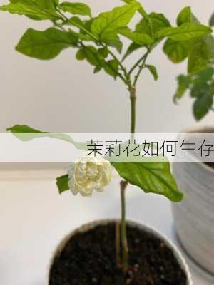 茉莉花如何生存