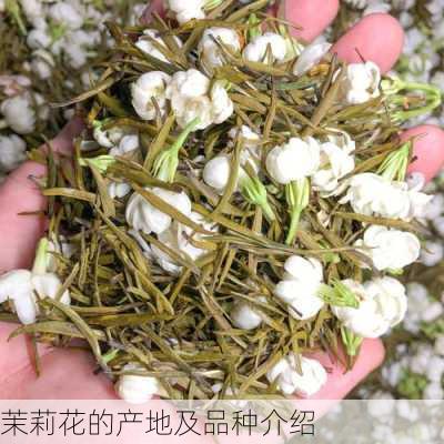 茉莉花的产地及品种介绍