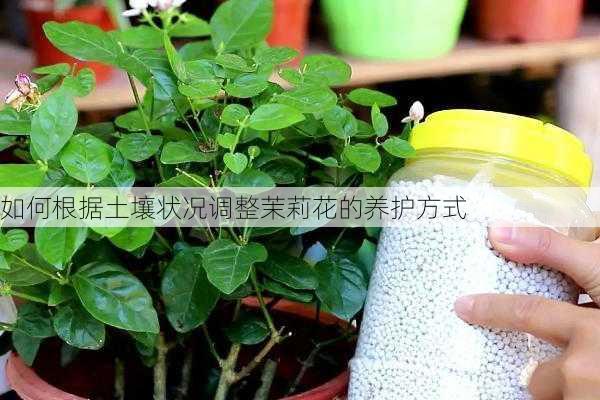 如何根据土壤状况调整茉莉花的养护方式