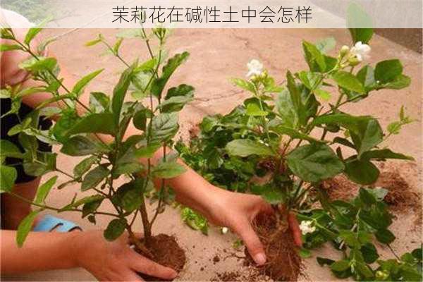 茉莉花在碱性土中会怎样