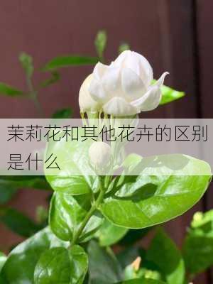 茉莉花和其他花卉的区别是什么