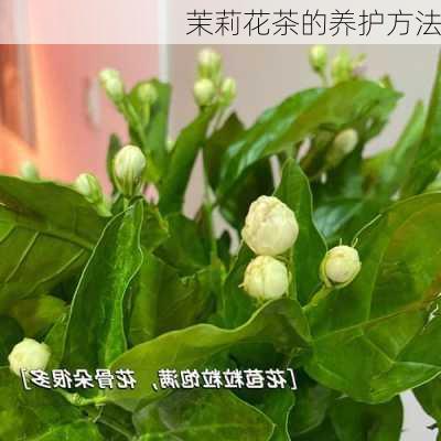 茉莉花茶的养护方法