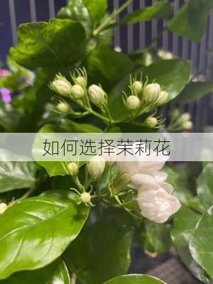 如何选择茉莉花