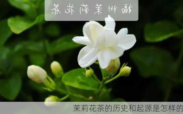 茉莉花茶的历史和起源是怎样的