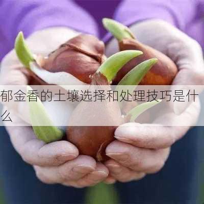 郁金香的土壤选择和处理技巧是什么