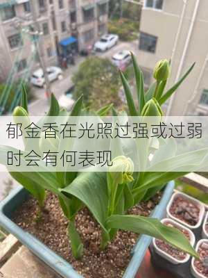 郁金香在光照过强或过弱时会有何表现