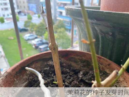 茉莉花的种子发芽时间