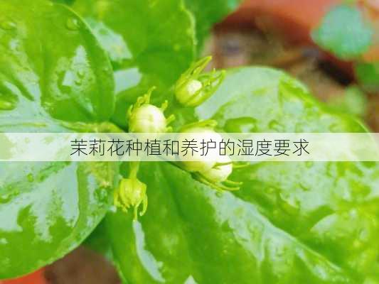 茉莉花种植和养护的湿度要求