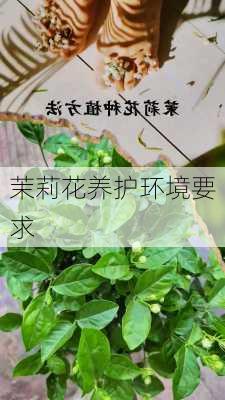 茉莉花养护环境要求