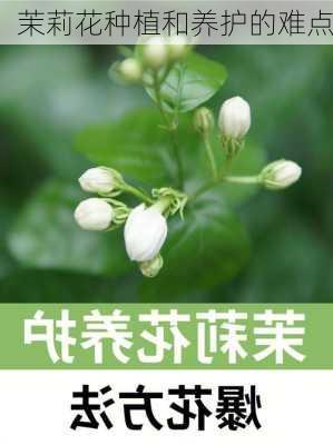 茉莉花种植和养护的难点