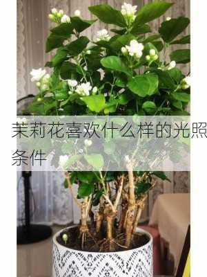 茉莉花喜欢什么样的光照条件