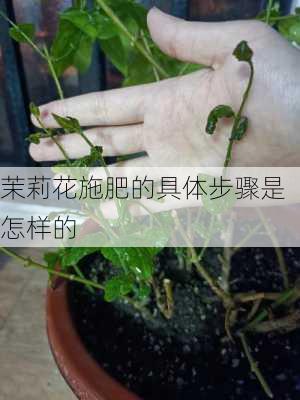 茉莉花施肥的具体步骤是怎样的