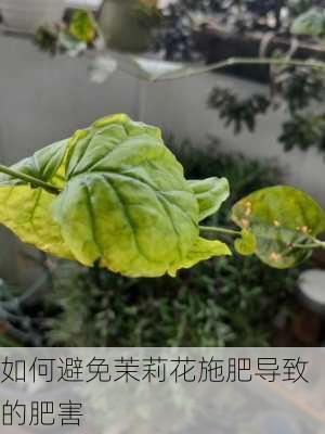 如何避免茉莉花施肥导致的肥害