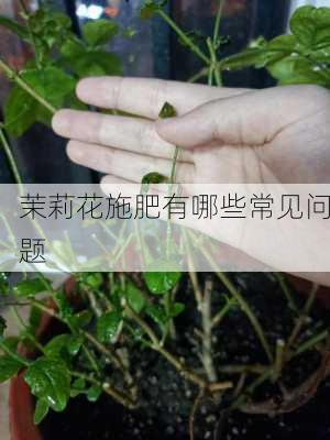 茉莉花施肥有哪些常见问题