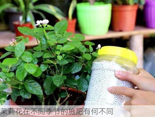 茉莉花在不同季节的施肥有何不同