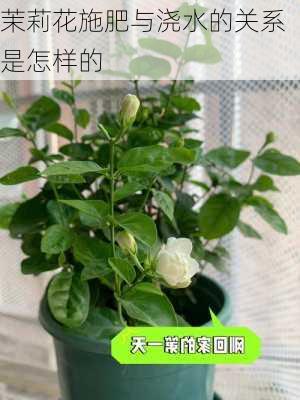 茉莉花施肥与浇水的关系是怎样的