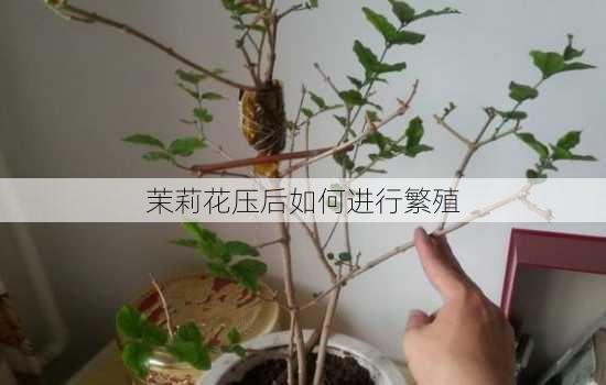 茉莉花压后如何进行繁殖