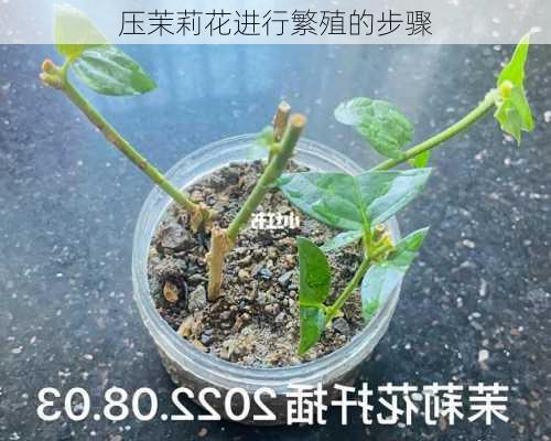 压茉莉花进行繁殖的步骤