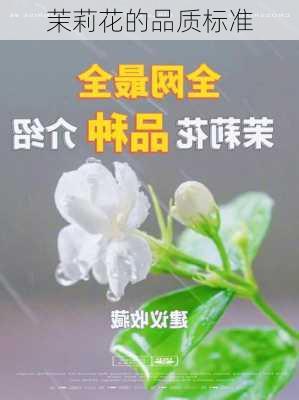 茉莉花的品质标准