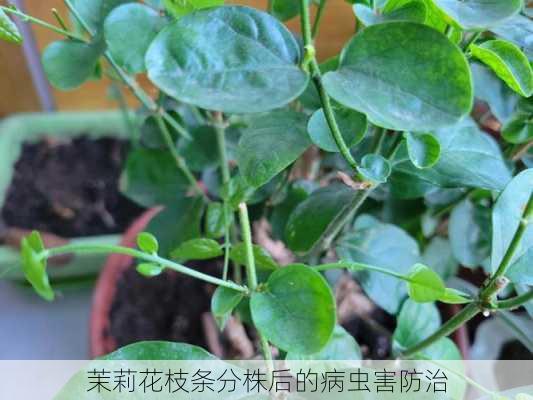 茉莉花枝条分株后的病虫害防治