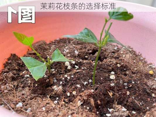 茉莉花枝条的选择标准