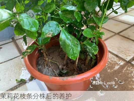 茉莉花枝条分株后的养护