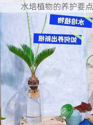 水培植物的养护要点