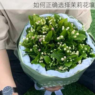 如何正确选择茉莉花壤