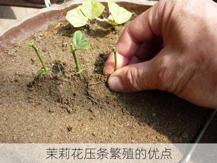 茉莉花压条繁殖的优点