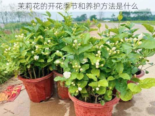 茉莉花的开花季节和养护方法是什么