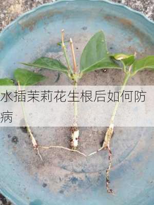 水插茉莉花生根后如何防病