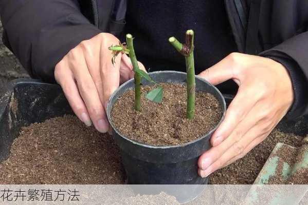 花卉繁殖方法