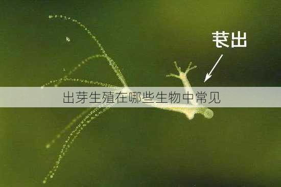 出芽生殖在哪些生物中常见