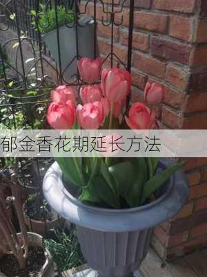 郁金香花期延长方法